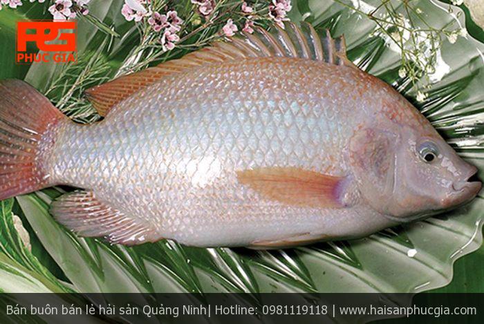 Đặc điểm của cá hồng một nắng Quảng Ninh